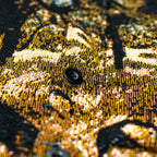 Desert Loom Puffer